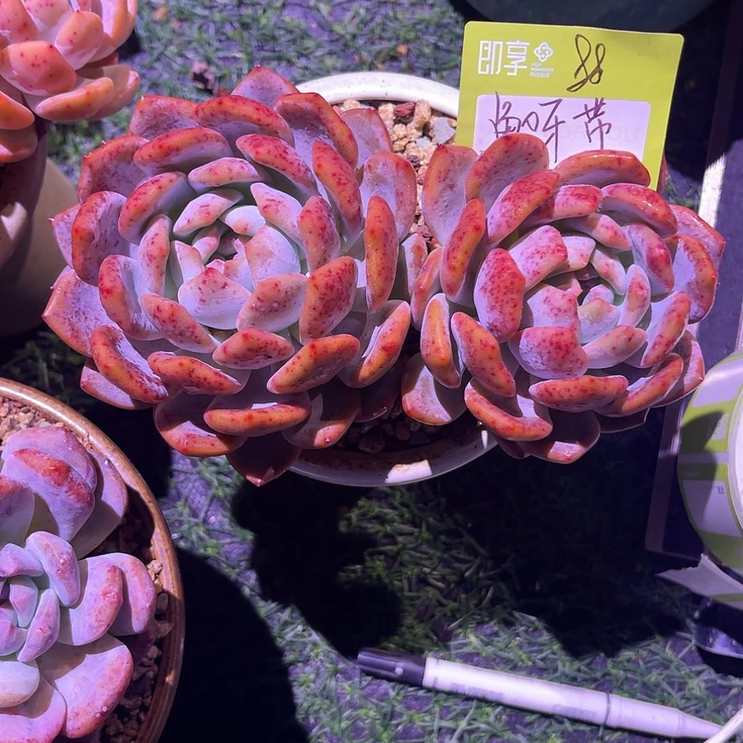 鱼*橙梦露双头一颗带盆