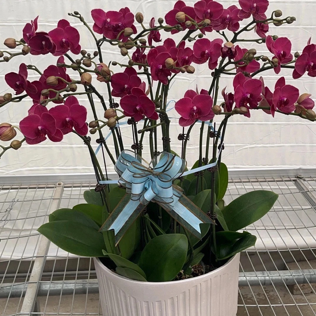蝴蝶兰：蒙特勒 3.5寸 带花剑