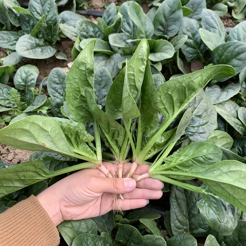 【更香嫩】口感地趴菠菜种子耐热耐寒趴地大叶黑绿圆菠菜种籽