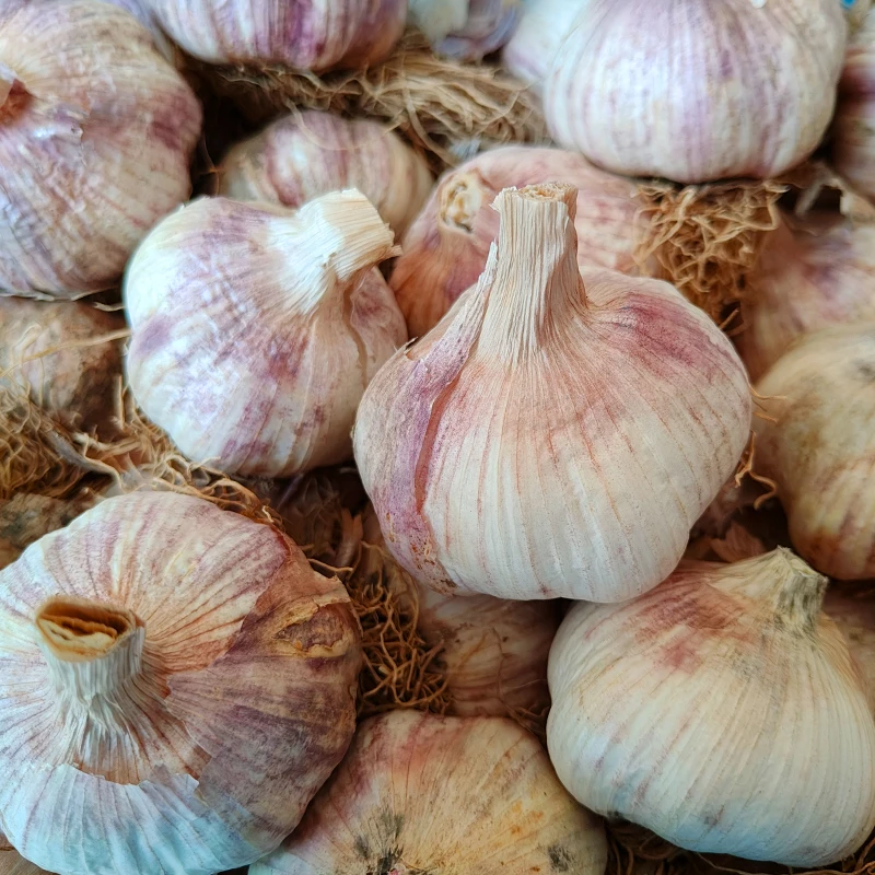 (直播)紫皮大蒜种子大蒜头种籽可出蒜苔秋播大田菜园种植蔬菜种孑