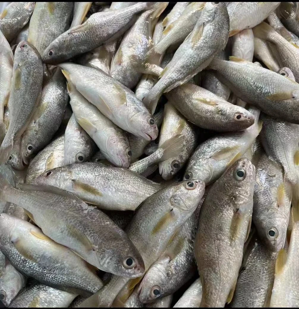 广东湛江本港新鲜野生石头鱼 一斤8-9条 到手5斤