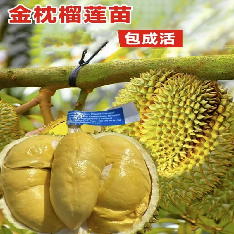 榴莲树苗耐寒苗榴莲耐寒地栽正宗刺苗耐旱树苗四季种植南北方嫁接