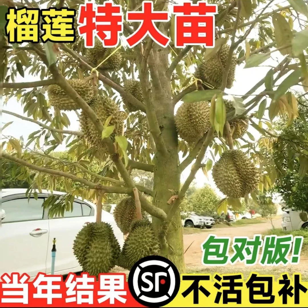 榴莲树苗金枕树苗四季榴莲王黑树苗金枕当年盆栽猫山当年金枕结果