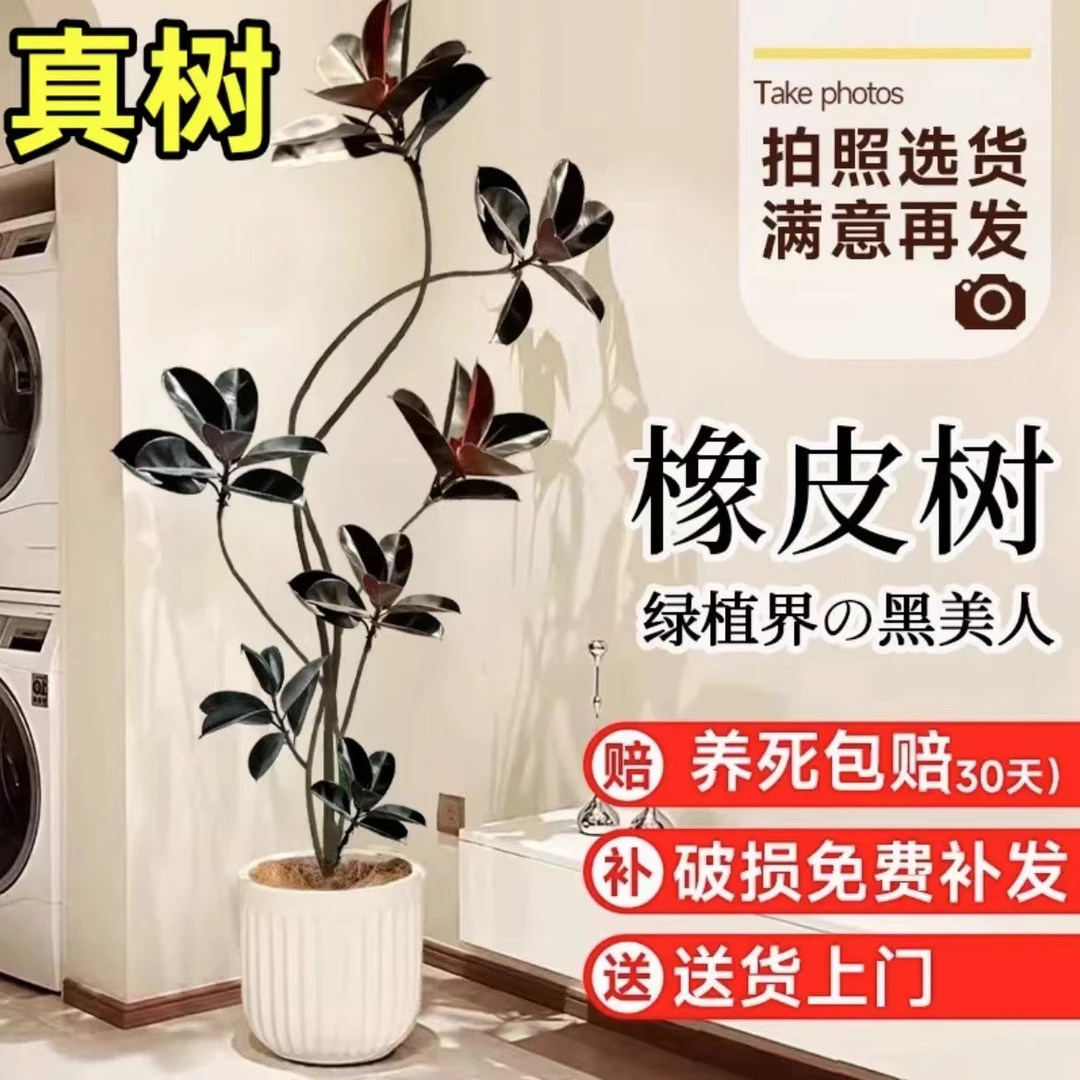 造型橡皮树黑金刚盆栽室内大型绿植客厅办公室观叶植物四季好养活