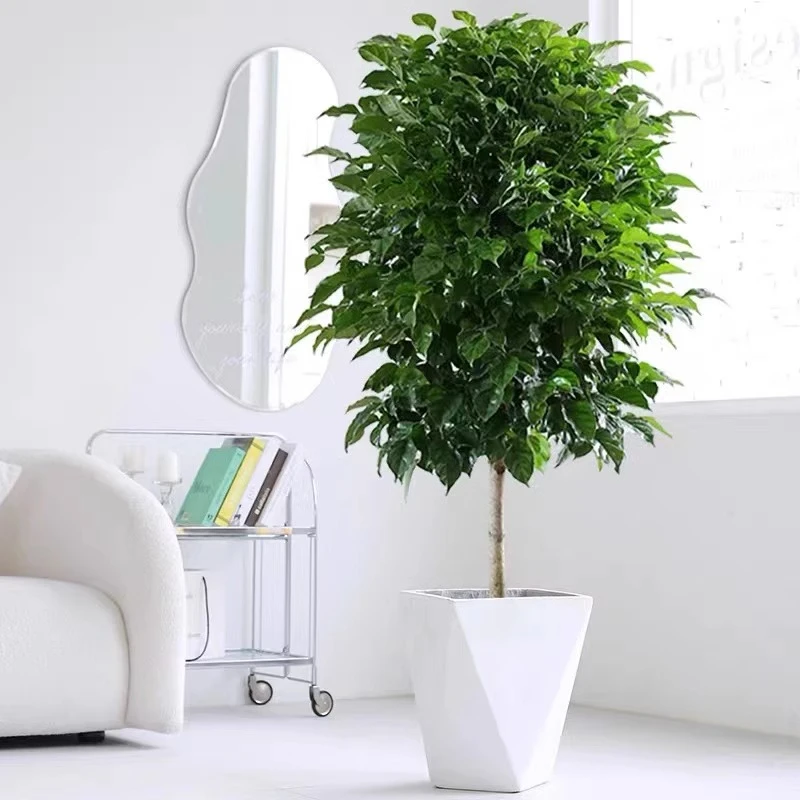 新【1米~1米1】幸福树盆栽植物平安树好养盆景净化空气吸甲醛绿植