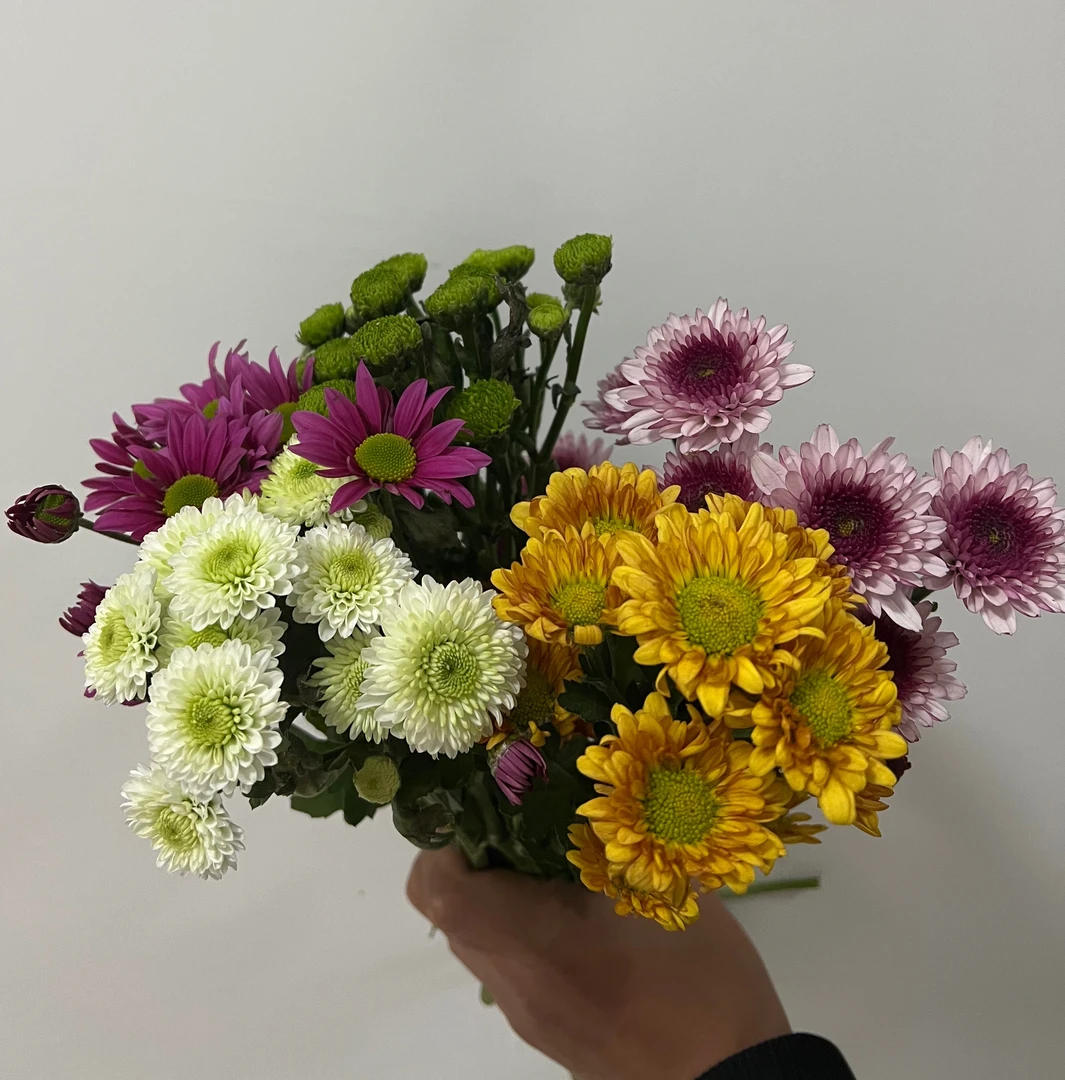 （教师节礼包）雏菊向日葵黄英草洋桔梗剑兰东北基地直发顺丰包邮
