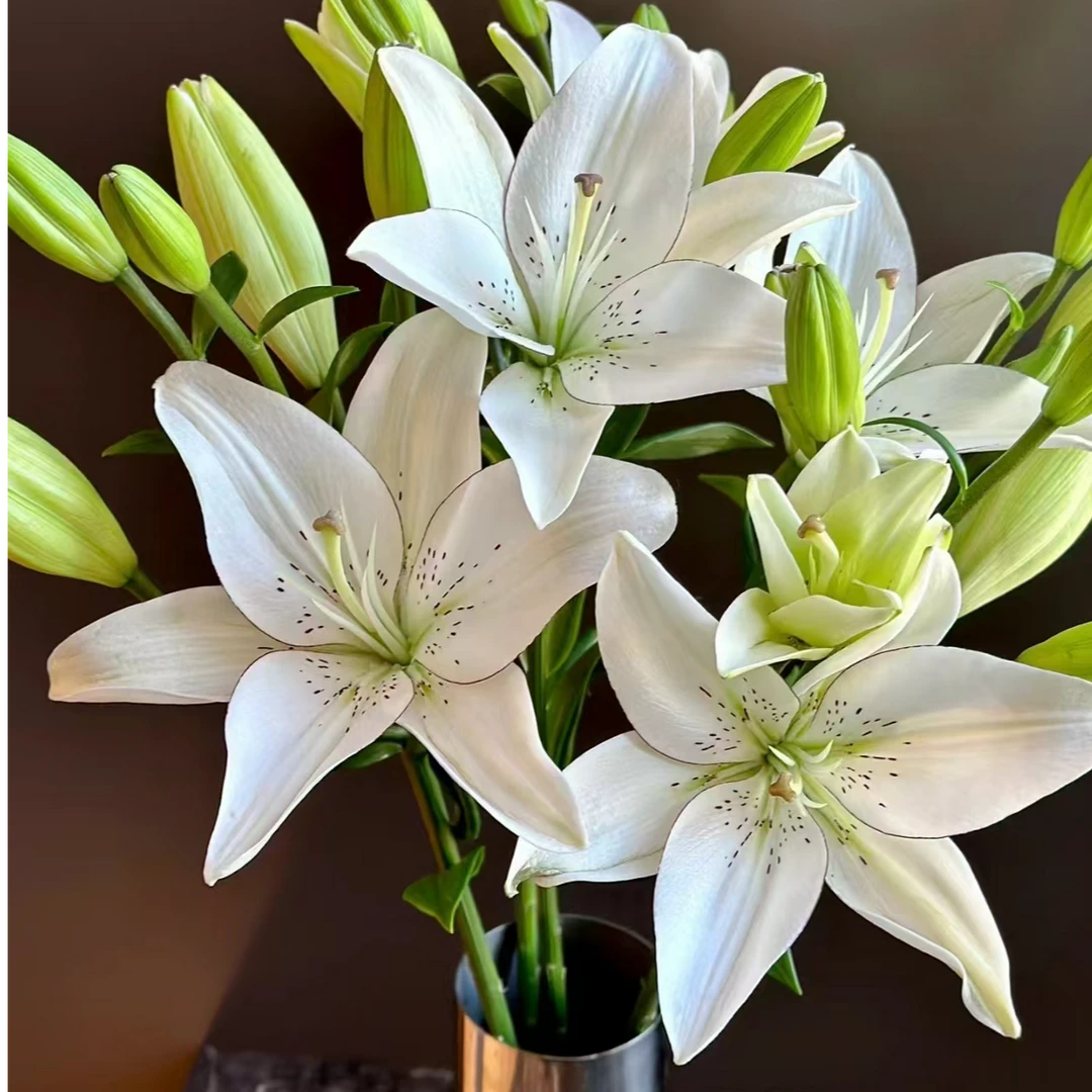 （眼线）亚洲百合无香味水生鲜切花基地优选养护东北顺丰包邮实物