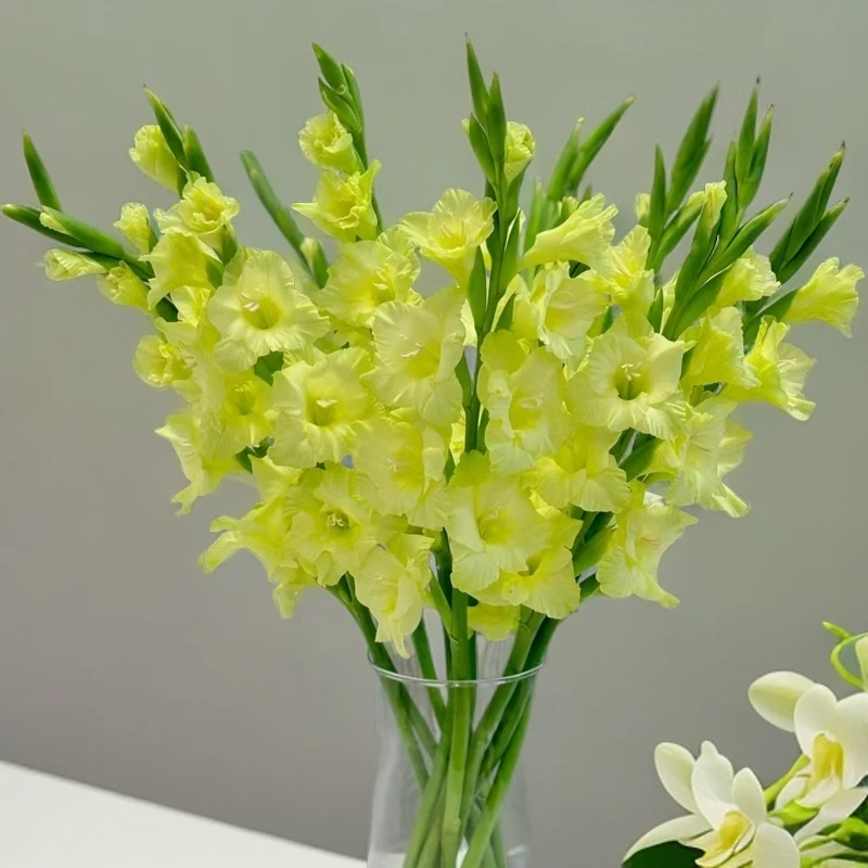 （绿色）剑兰节节高鲜切花东北发货顺丰包邮优选水生养护居家办公