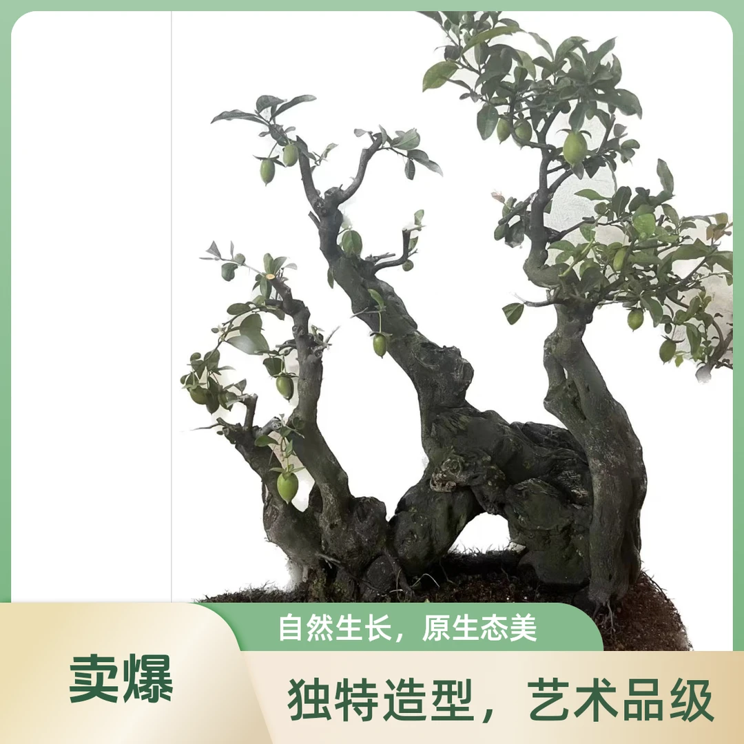 金弹子  一物一拍