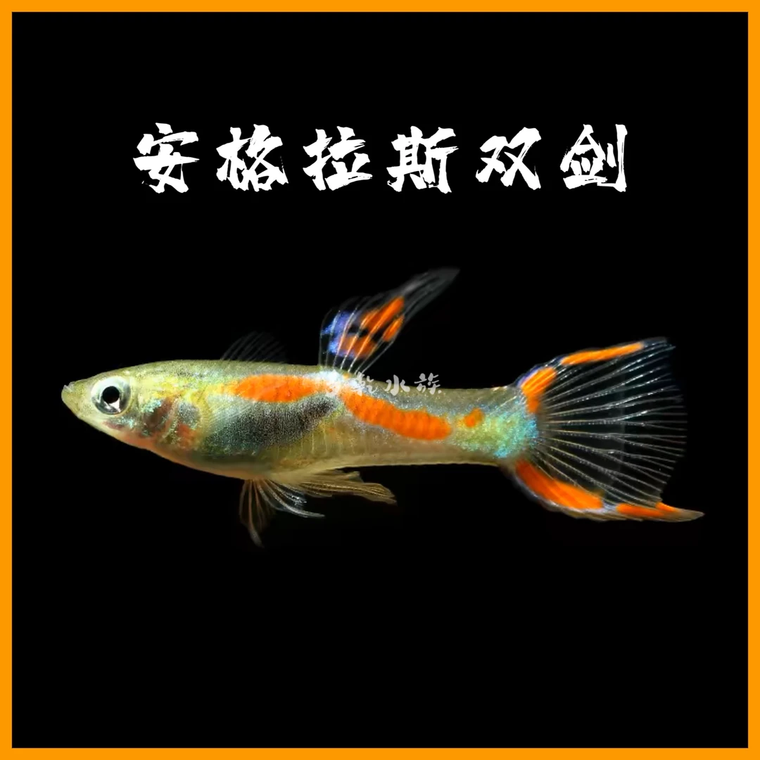 安格拉斯鱼孔雀鱼双剑水草缸小型热带淡水观赏鱼霓虹熊猫精灵活体