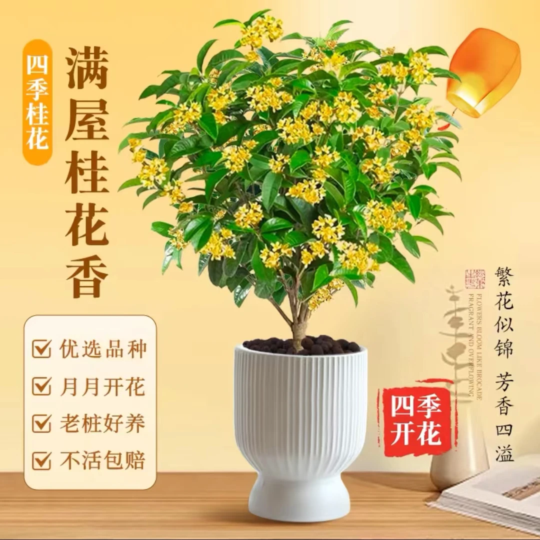 佛顶珠 月月桂 四季开花 花期300天左右