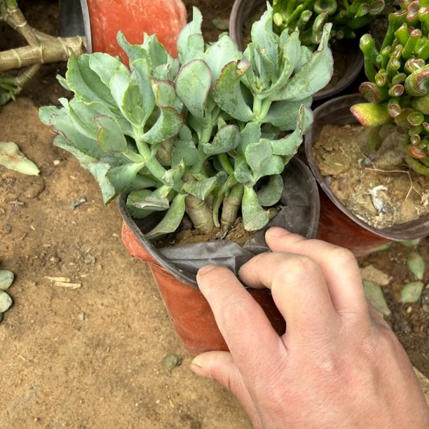 手捧花海带玉树造型盆栽植物