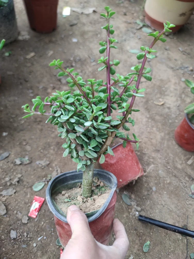 小老桩单杆金枝玉叶好养易活棒棒糖型多肉植物