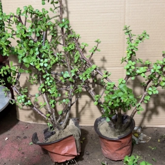 完*丫金枝玉叶一物一拍