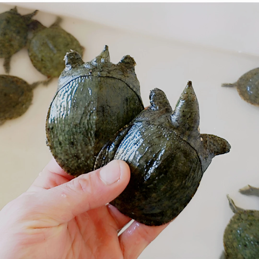 甲鱼活苗黑花甲鱼苗外塘养殖鲜活中华鳖苗水鱼团鱼幼小甲鱼苗公母