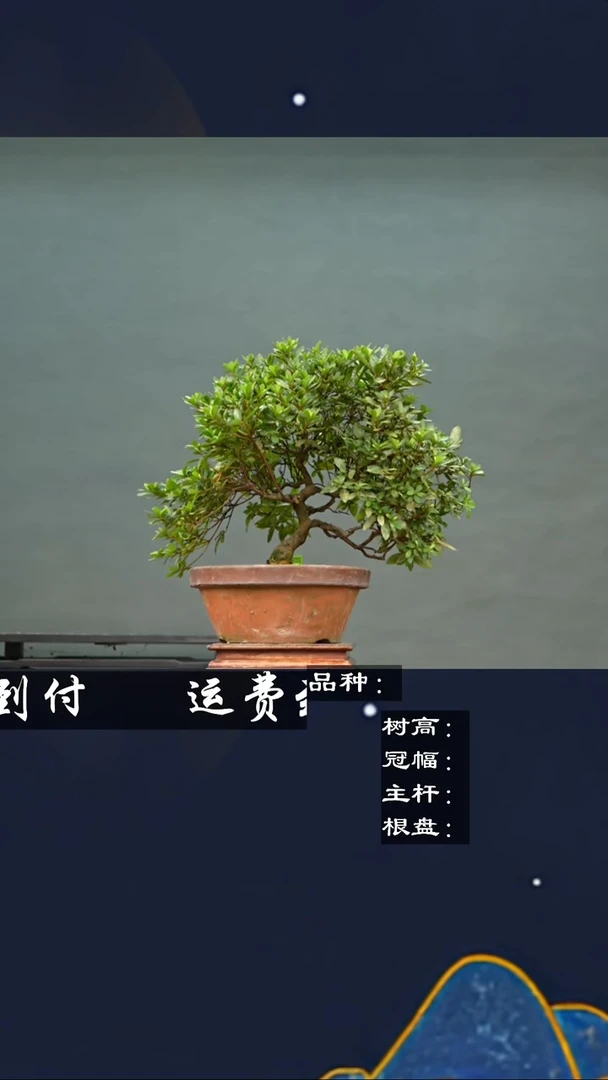 【闪购商品】232624