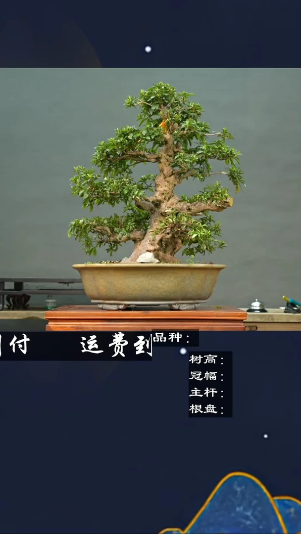 【闪购商品】34446