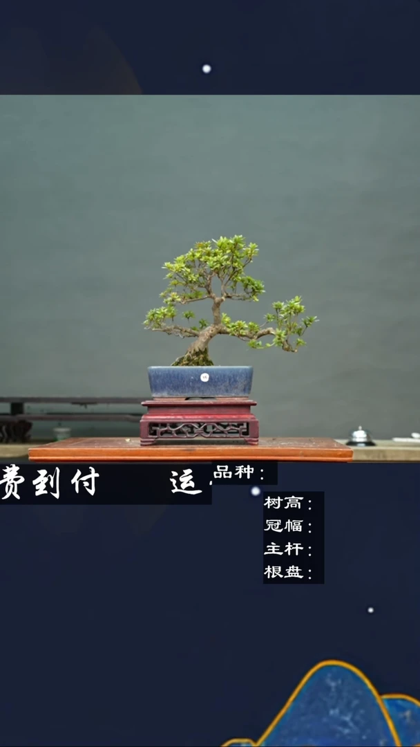 【闪购商品】16皋月杜鹃
