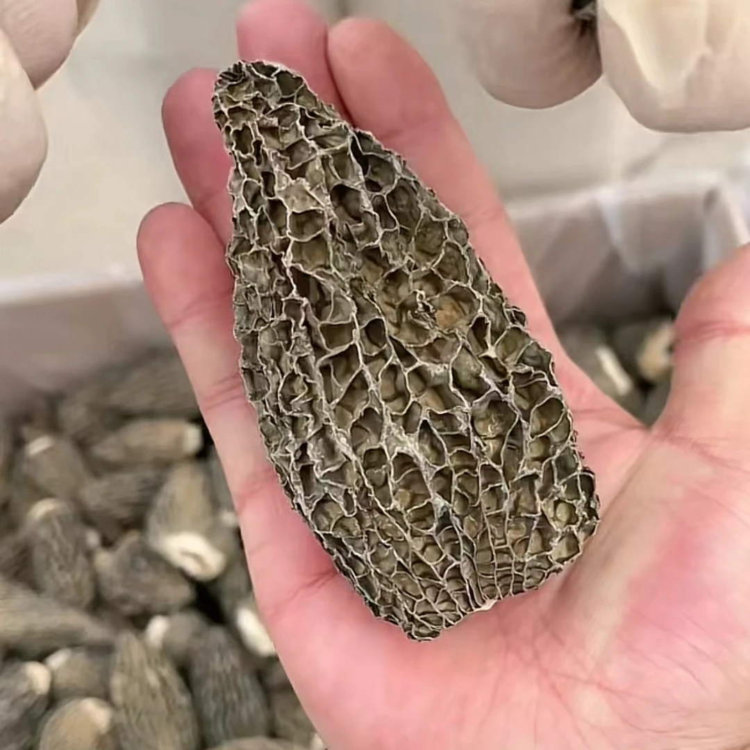 长白山 羊肚菌 超大个 净重100克