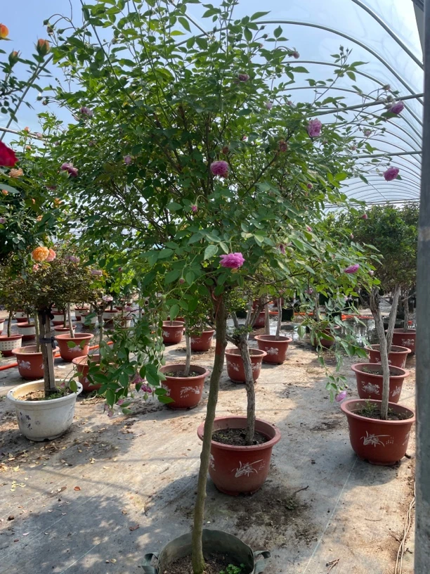 精品老桩棒棒糖月季四季大花绝美好养活诺娃浓香原盆原土定制木架