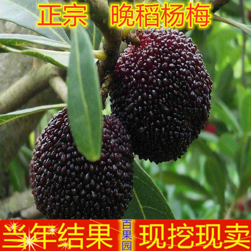 正宗嫁接晚稻杨梅树苗南方北方种植果树苗包成活当年结果杨梅苗