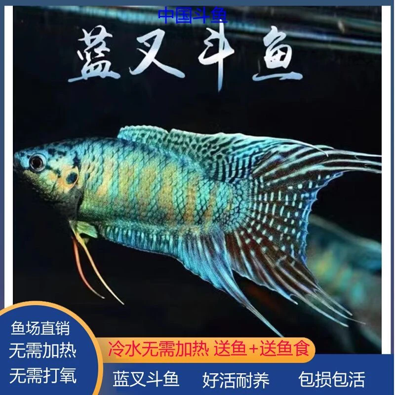 中国斗鱼冷水蓝叉奥火普叉巨普低价秒杀不打氧新手养殖耐养
