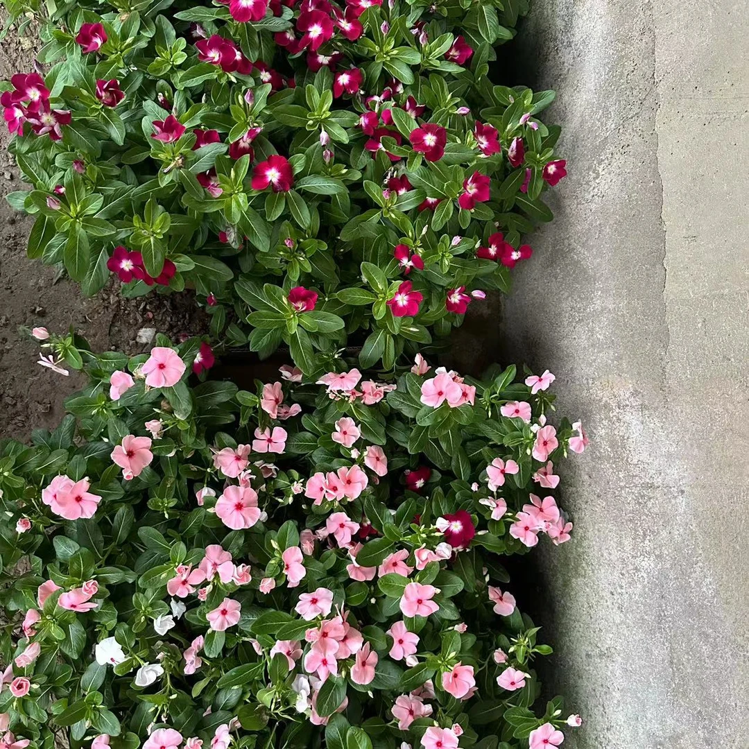 【花开时节】(天天开)居家阳台花卉拍一发二