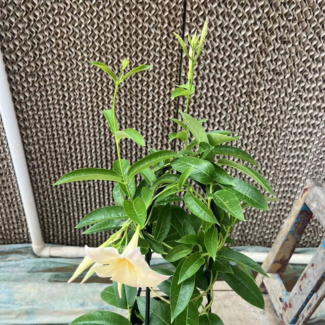 【花开时节】（飘香藤杏色）居家阳台花卉