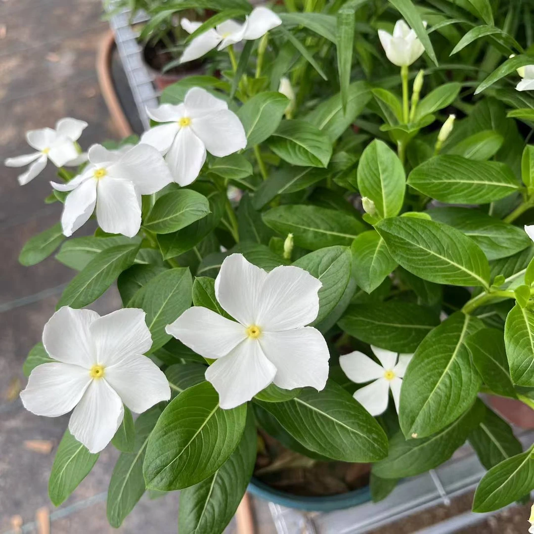 【花开时节】(白色)居家阳台花卉