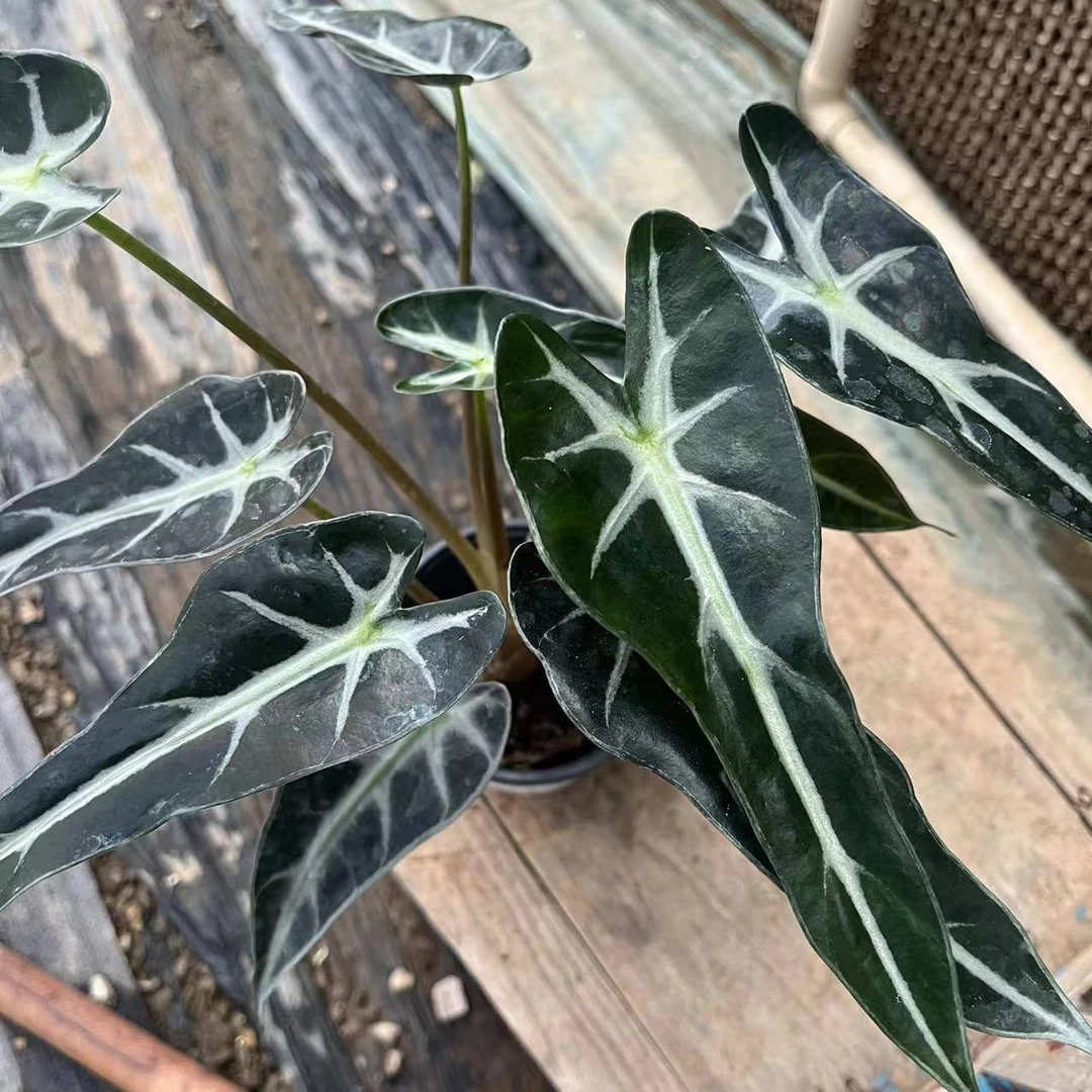 【花开时节】小仙女两颗 居家阳台花卉