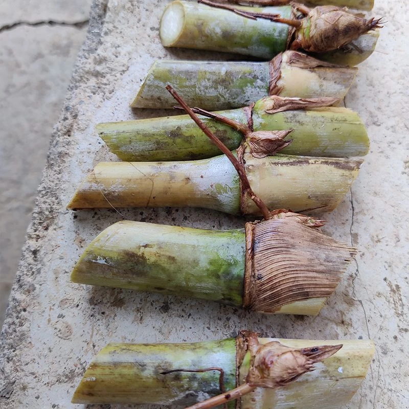 牛羊饲料（黄竹草）一根两节