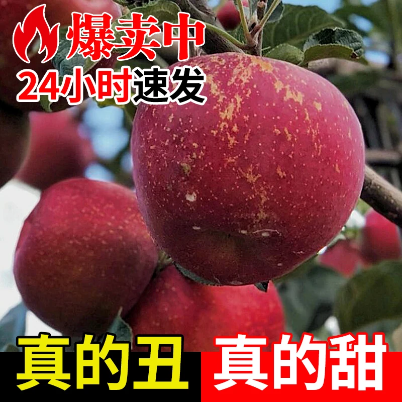 T正宗大凉山自然丑苹果脆甜当季新鲜水果四川盐源红富士苹果包邮
