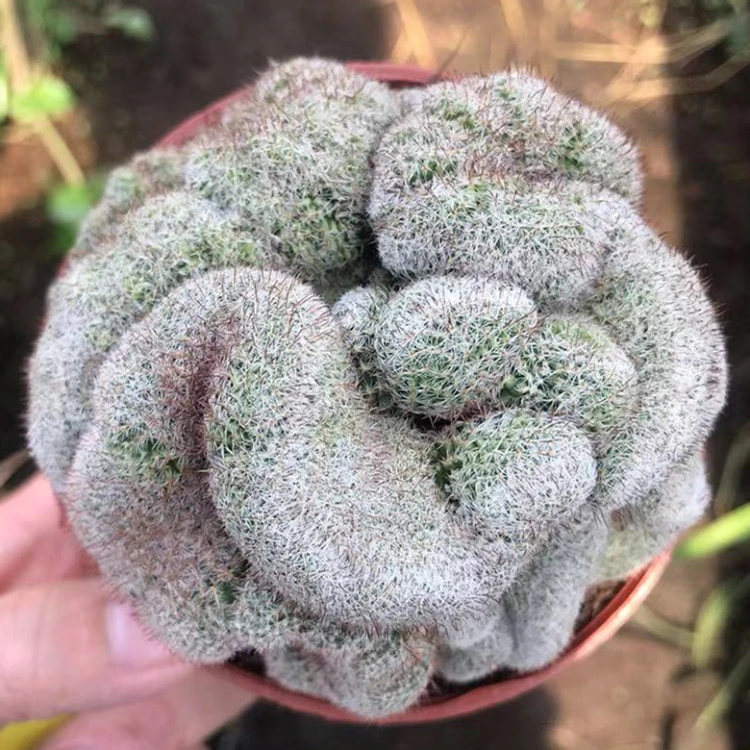 稀有【日月缀化】易养开红花造型奇特办公桌吸甲醛防辐射绿植