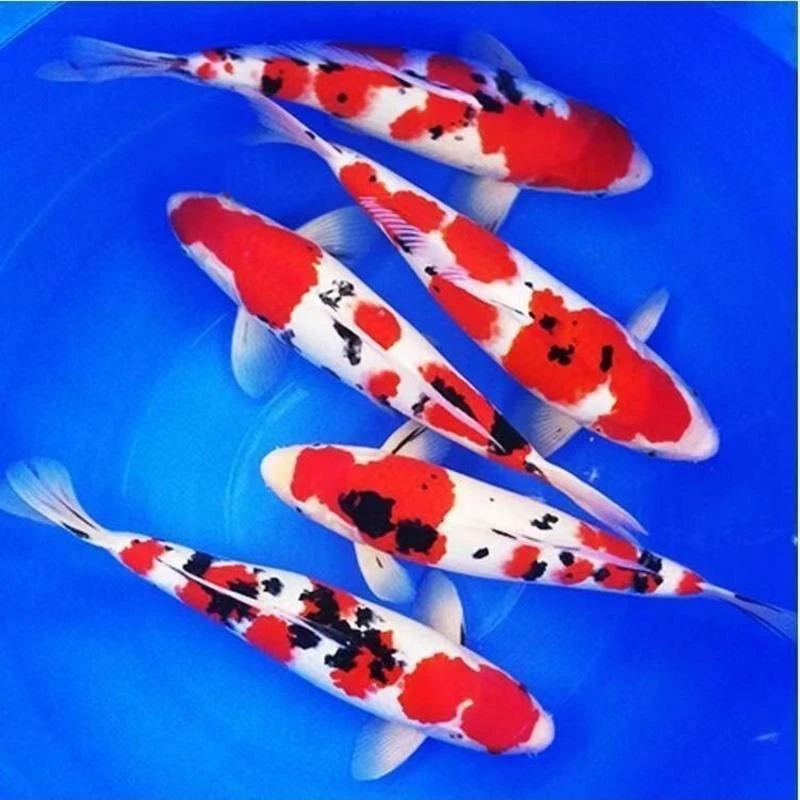 观赏鱼200号：18-22cm 5红3黄