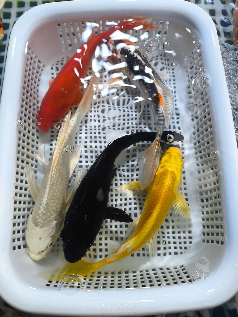 【包邮 共5条 】10-12cm 1黄1白1红草1龙1黑 龙系混搭 观赏鱼