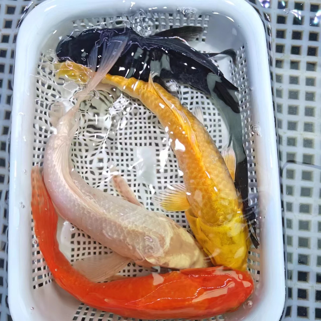 【大尺寸】18-20cm 1黄1白1黑1红草   冷水鱼淡水鱼耐活好养观赏鱼