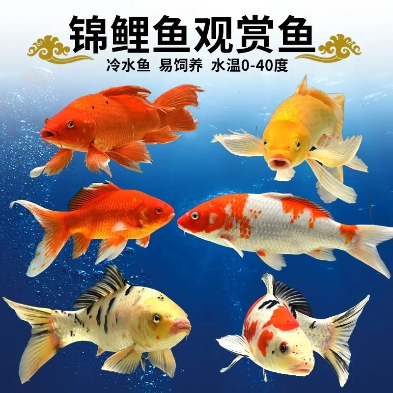 【3三色+2红白 】15-18cm 冷水鱼淡水鱼耐活好养 观赏鱼