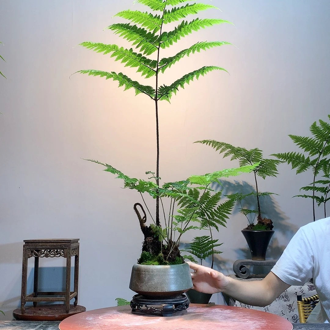 网红蕨类,金丝虹鳞