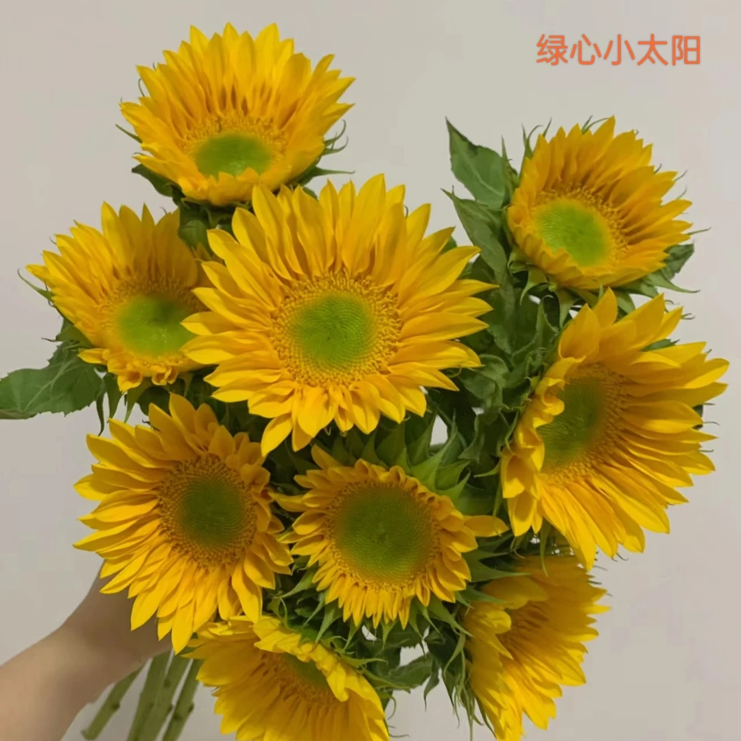 【草花配花】绿心向日葵30支【发圆通，20 %损耗不售后介意勿拍】