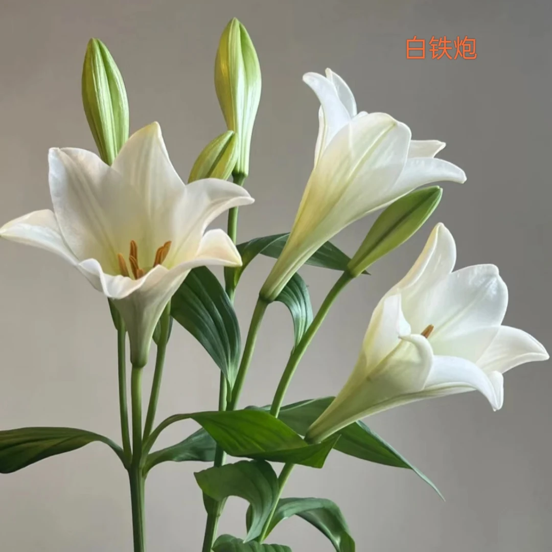 【单瓣百合】白铁炮香水百合【20 %损耗不售后,介意勿拍】