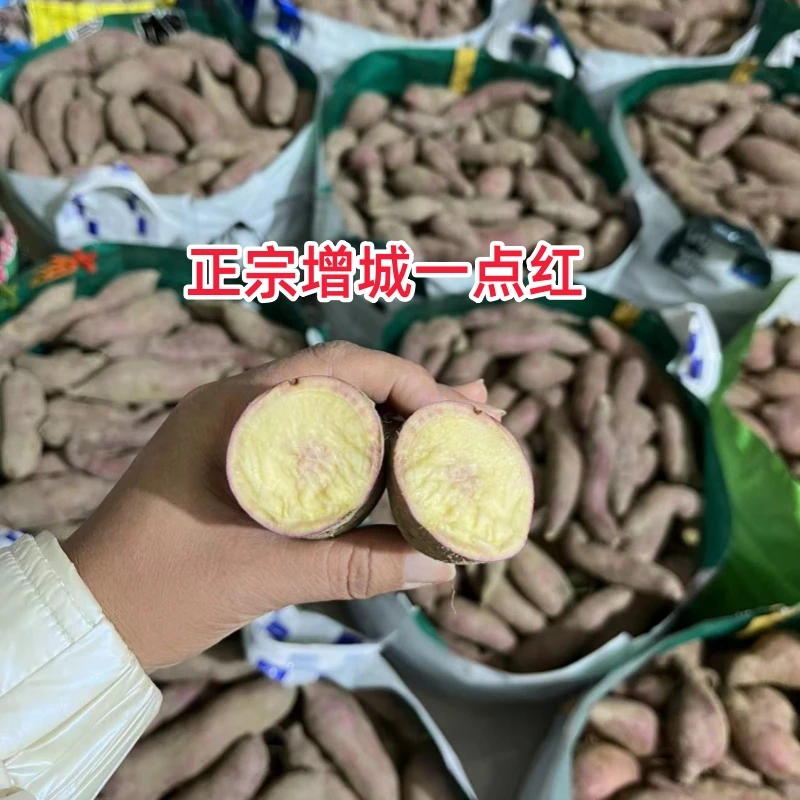 【顺丰包邮】增城一点红番薯 新鲜现挖现发 3斤5斤10斤