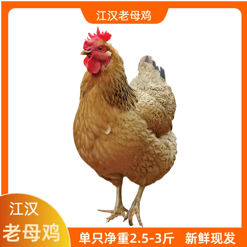 江汉土鸡黄油老母鸡正宗散养土鸡新鲜现杀土鸡煲汤顺丰包邮