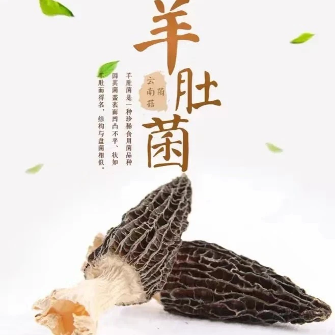 《云南香格里拉羊肚菌》云南高原精品头茬厚肉羊肚菌 （中号干货)
