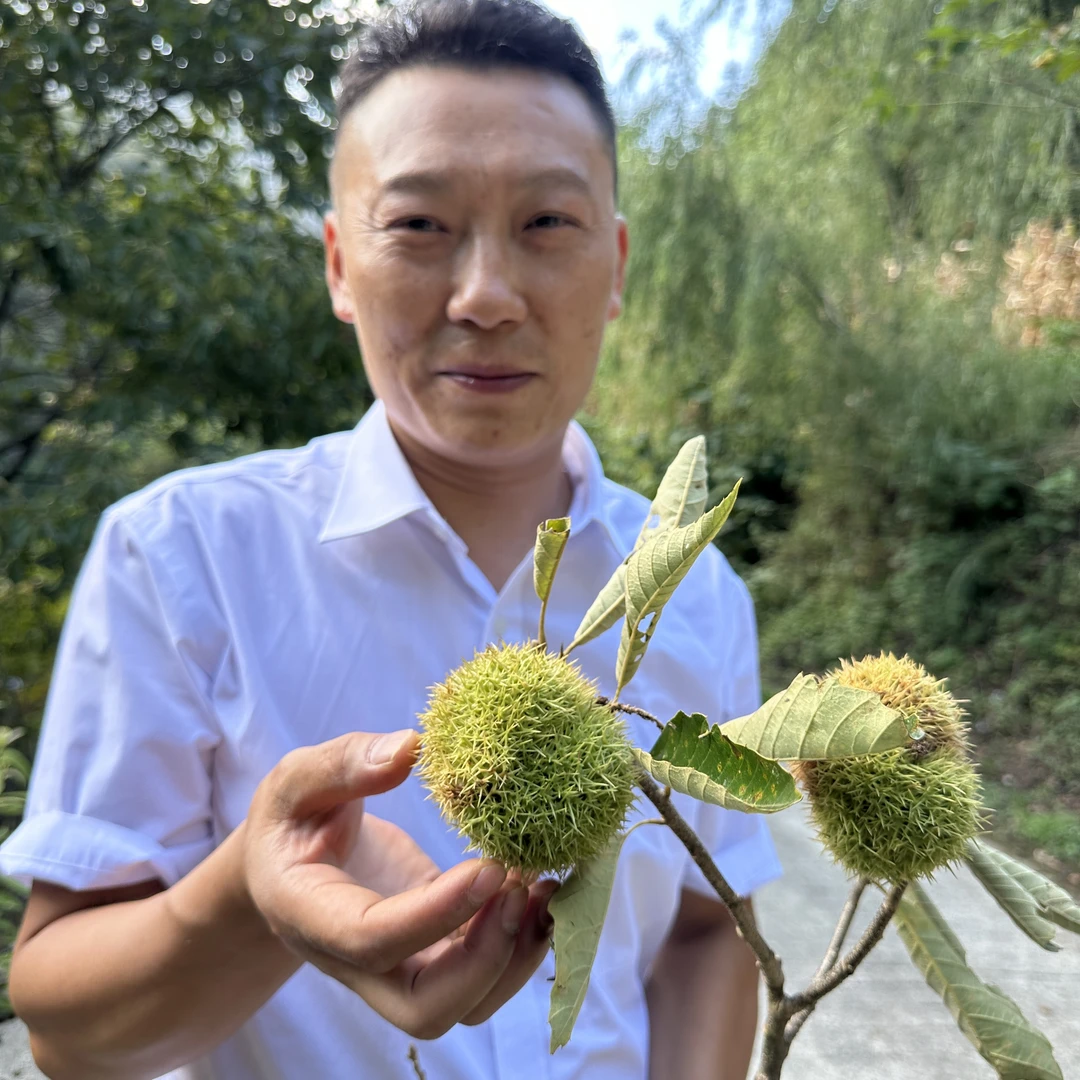 神农架老乡自捡板栗【阿凯甄选】