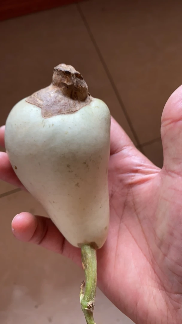 青皮腰子葫芦手把件异型凸齐葫芦不包成