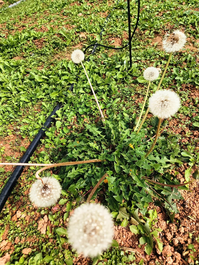 蒲公英苗新鲜蒲公英带根发小蒲公英喵婆婆丁野菜15天包活不活包赔