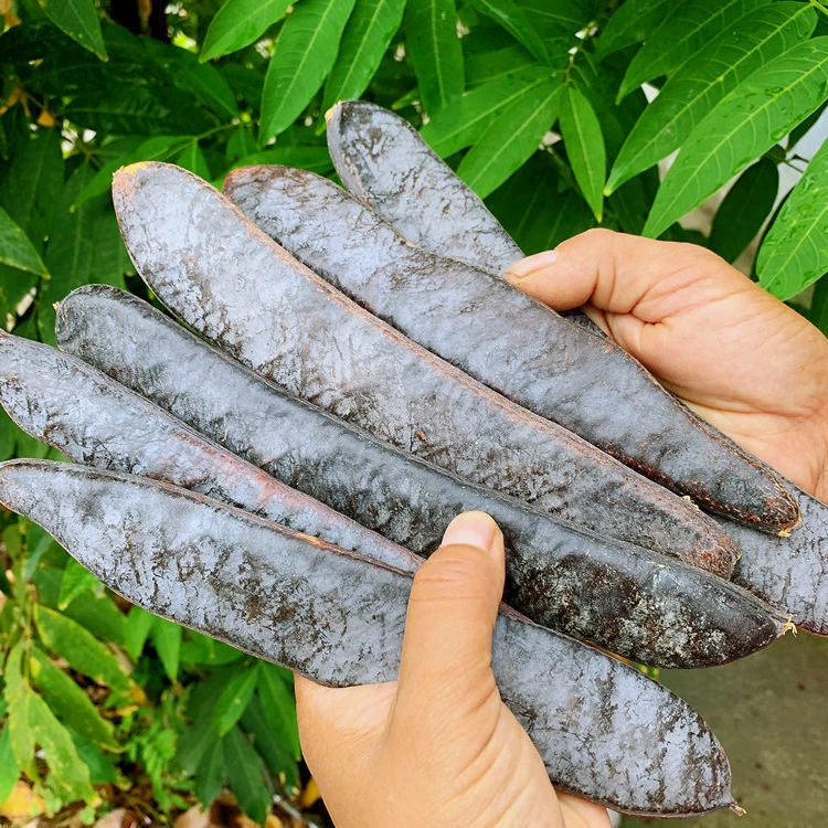 野生整个皂角正品新货大皂角整长皂角皂角干货500克包邮非葛根