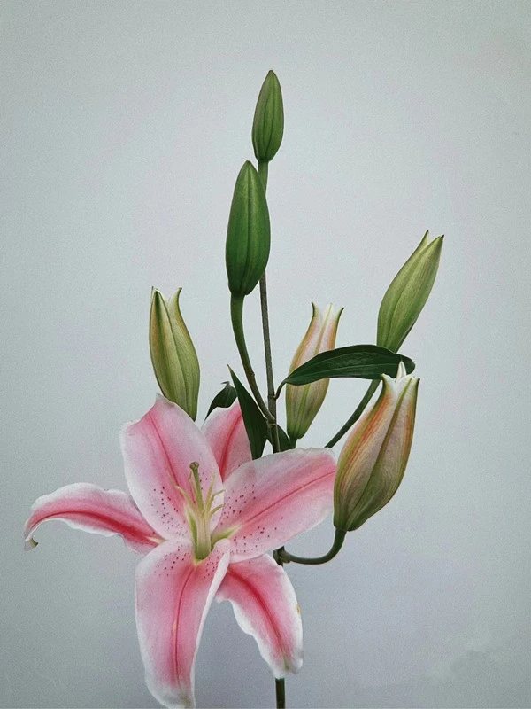 百合 索尔邦 粉色百合10-12个花苞 云南基地直发
