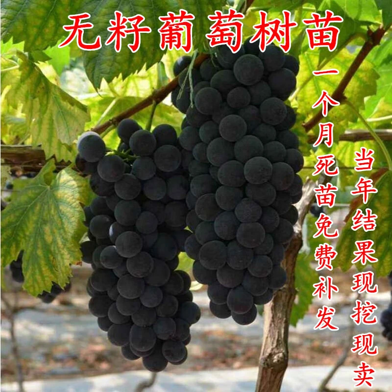 葡萄苗葡萄树苗 新品种   特大蓝宝石 阳光玫瑰金手指爬藤四季 南