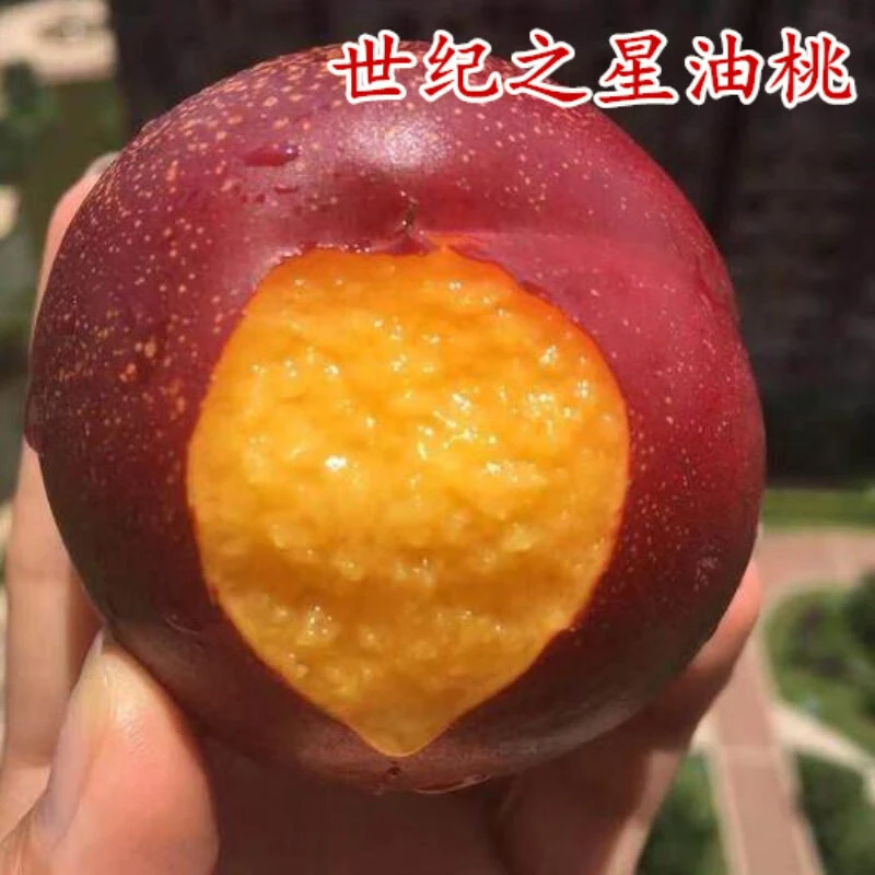 【世纪之星油桃】苗桃树嫁接苗黄油桃树苗冬桃苗南北方种植当年结